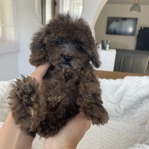 Pudel Caniche Barboncino Poodle Maro Ciocolată Merle Talie mică  - imagine 5 Pudel Caniche Barboncino Poodle Maro Ciocolată Merle Talie mică  - imagine 5