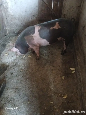 cand porc  pietrean  - imagine 2 cand porc  pietrean  - imagine 2