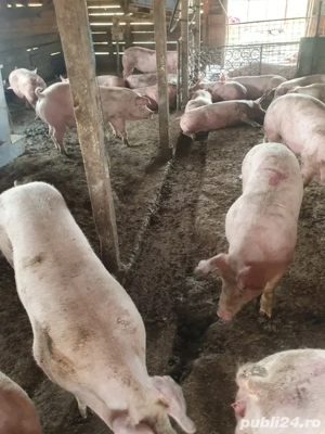 Porci 100 -180 - imagine 3