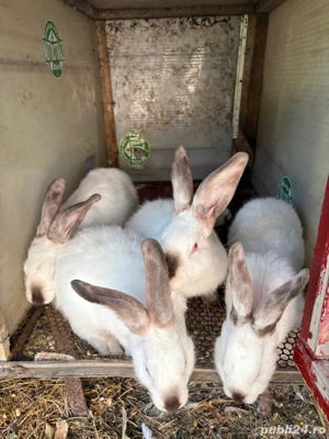 iepuri californian  - imagine 2 iepuri californian  - imagine 2