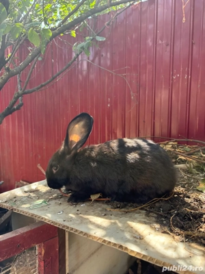 iepuri californian  - imagine 3 iepuri californian  - imagine 3