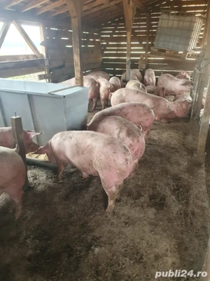 Porci 100 -180 - imagine 2