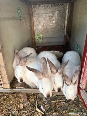 iepuri californian  - imagine 4 iepuri californian  - imagine 4