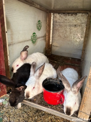 iepuri californian  - imagine 5 iepuri californian  - imagine 5