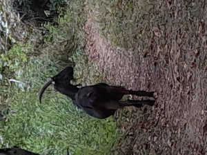 Capre alpin franez da vinzare - imagine 2 Capre alpin franez da vinzare - imagine 2