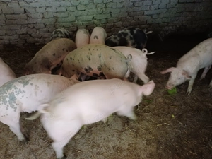 Vând șoldani de 4luni  35-40kg rasă de carne