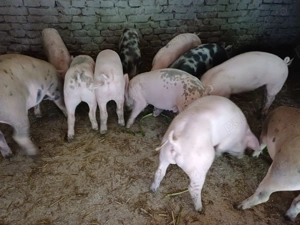 Vând șoldani de 4luni  35-40kg rasă de carne - imagine 2