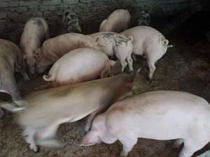 Vând șoldani de 4luni  35-40kg rasă de carne - imagine 3