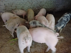 Vând șoldani de 4luni  35-40kg rasă de carne - imagine 4