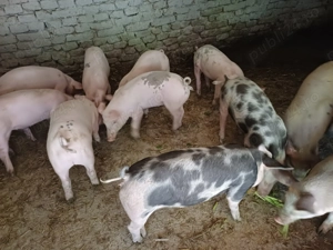 Vând șoldani de 4luni  35-40kg rasă de carne - imagine 5