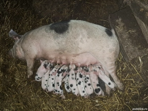 Vand scroafa cu purcei 