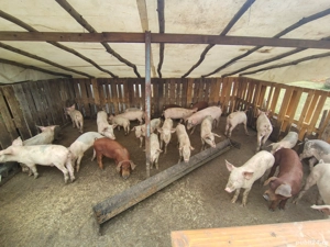 vând sau schimb   - imagine 2