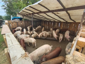 vând sau schimb   - imagine 3