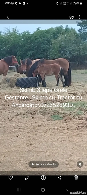 Vând trei iepe Grele Gestante mai multe detalii la telefon 