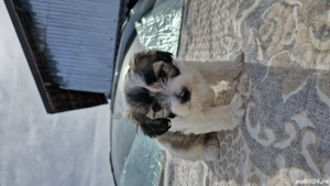 Pui de Bichon de vânzare - imagine 3 Pui de Bichon de vânzare - imagine 3