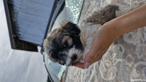 Pui de Bichon de vânzare - imagine 2 Pui de Bichon de vânzare - imagine 2