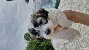 Pui de Bichon de vânzare