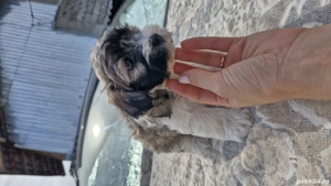 Pui de Bichon de vânzare - imagine 4 Pui de Bichon de vânzare - imagine 4