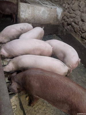 porci de vânzare 