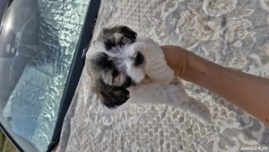 Pui de Bichon de vânzare - imagine 5 Pui de Bichon de vânzare - imagine 5