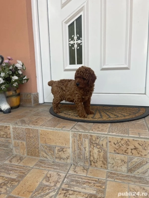 Pudel Caniche Red toy