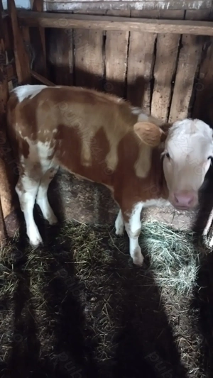 Vând vitica bălțată romaneasca