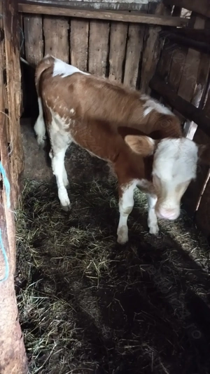 Vițică de vanzare bălțată romaneasca - imagine 2