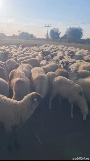 Vând 400 oi 
