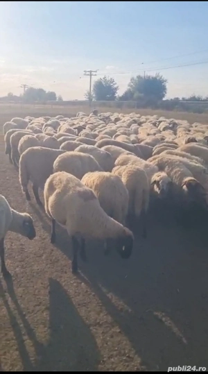 Vând 400 oi  - imagine 3