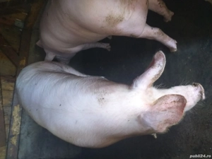 porci de vânzare 