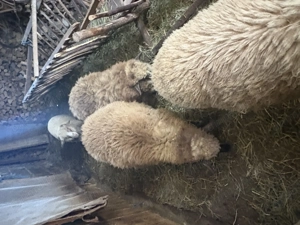 Berbeci și boboci rata muta 