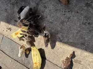 Berbeci și boboci rata muta  - imagine 2