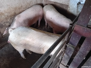 vand sau schimb cu vaci sau vitei - imagine 3