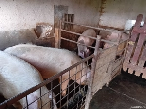 vand sau schimb cu vaci sau vitei - imagine 2