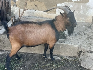 Țap Alpin Francez disponibil - imagine 2 Țap Alpin Francez disponibil - imagine 2