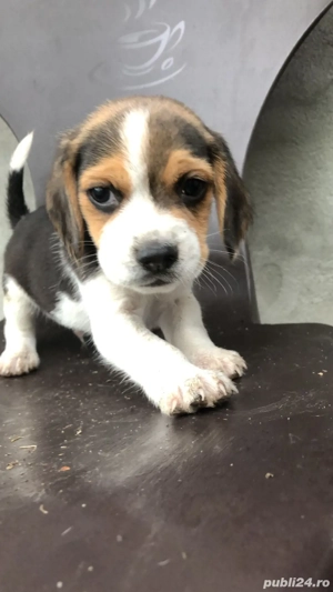 Pui Beagle  - imagine 4