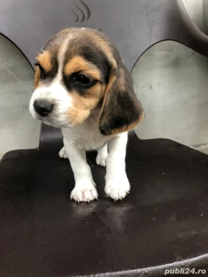 Pui Beagle 