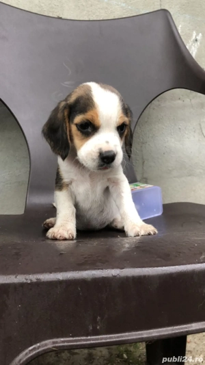 Pui Beagle  - imagine 3