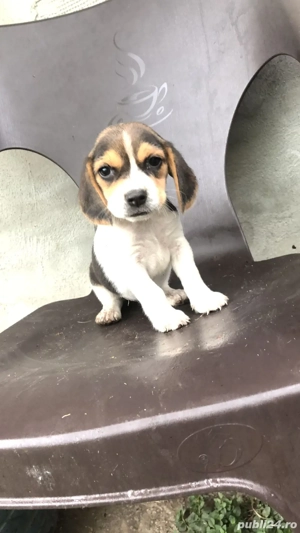 Pui Beagle  - imagine 2