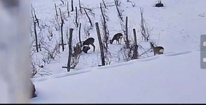 2 Casa padure  + 4800 teren langa Focsani - imagine 2