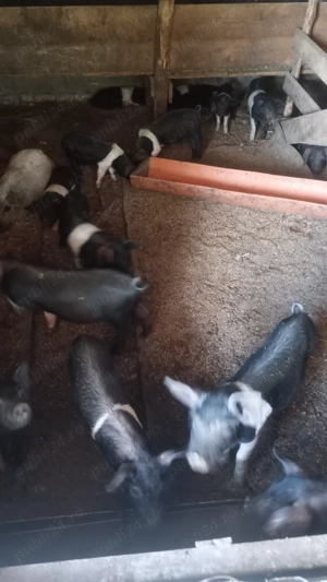 Purcei bazana și mangalița 