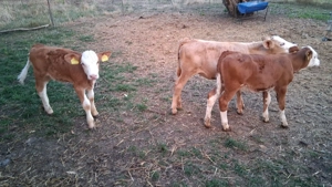 Vând 5 vitele înțărcate  - imagine 2 Vând 5 vitele înțărcate  - imagine 2