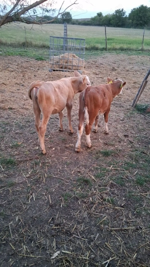 Vând 5 vitele înțărcate 