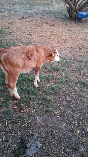 Vând 5 vitele înțărcate  - imagine 3 Vând 5 vitele înțărcate  - imagine 3