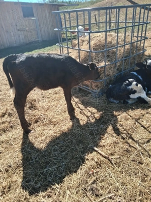 Vând 5 vitele înțărcate  - imagine 4 Vând 5 vitele înțărcate  - imagine 4