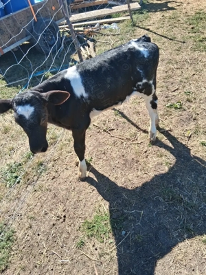 Vând 5 vitele înțărcate  - imagine 5 Vând 5 vitele înțărcate  - imagine 5