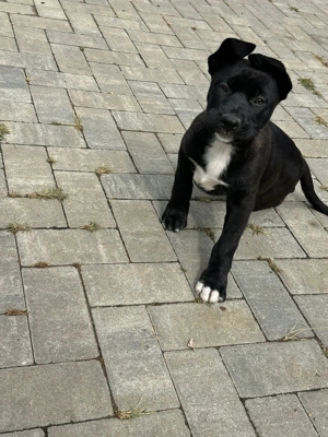Cățeluși metis American Bully&Ciobanesc Germann