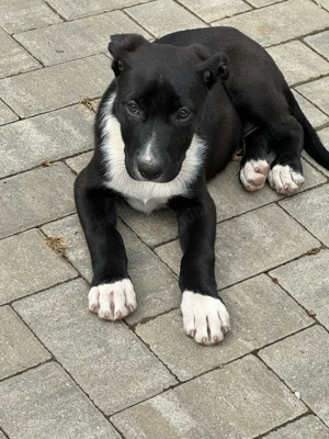 Cățeluși metis American Bully&Ciobanesc Germann - imagine 2 Cățeluși metis American Bully&Ciobanesc Germann - imagine 2