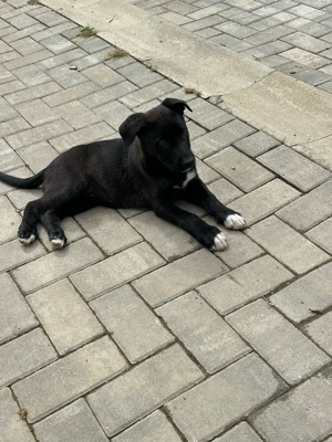 Cățeluși metis American Bully&Ciobanesc Germann - imagine 3 Cățeluși metis American Bully&Ciobanesc Germann - imagine 3