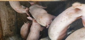 Purcei MARELE ALB 30-35 kg - imagine 2